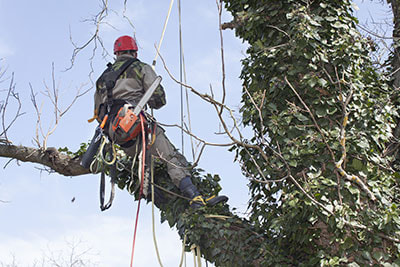 spanish moss removal kerrville tx
