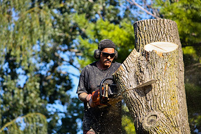 Sisterdale tree removal