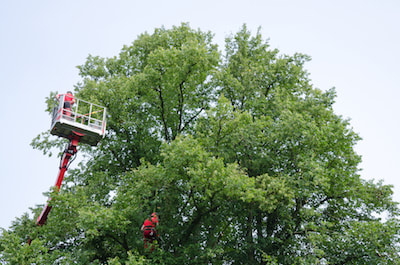 tree trimming time kerrville