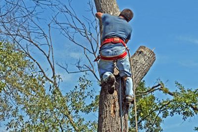 Tree Service Fredericksburg, Texas